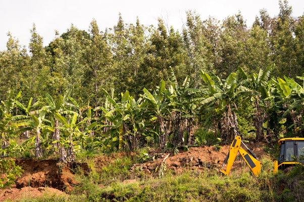 Land Clearing Practices